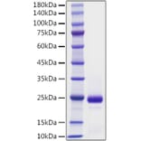 SDS-PAGE - Recombinant Mouse Interferon alpha 2 Protein (A331629) - Antibodies.com