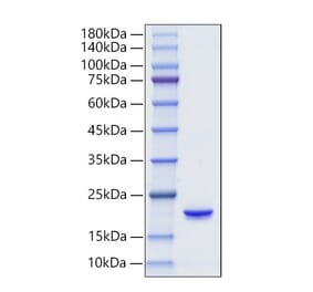 SDS-PAGE - Recombinant Human IFNA6 Protein (C-terminal His Tag) (A331631) - Antibodies.com