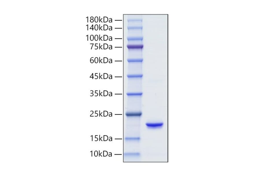SDS-PAGE - Recombinant Human IFNA6 Protein (C-terminal His Tag) (A331631) - Antibodies.com