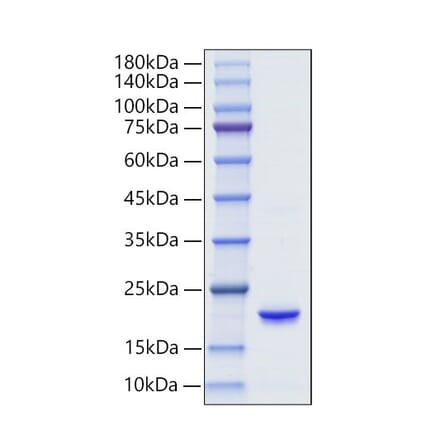 SDS-PAGE - Recombinant Human IFNA6 Protein (C-terminal His Tag) (A331631) - Antibodies.com