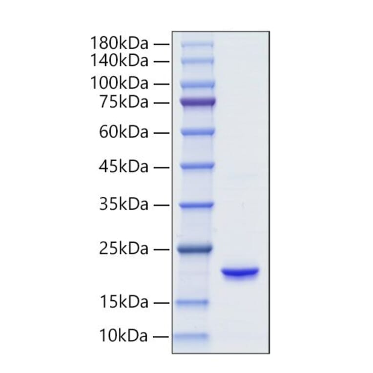 SDS-PAGE - Recombinant Human IFNA6 Protein (C-terminal His Tag) (A331631) - Antibodies.com