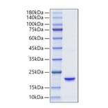 SDS-PAGE - Recombinant Human IFNA6 Protein (C-terminal His Tag) (A331631) - Antibodies.com