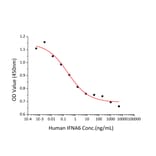 Cytotoxicity Assay - Recombinant Human IFNA6 Protein (C-terminal His Tag) (A331631) - Antibodies.com