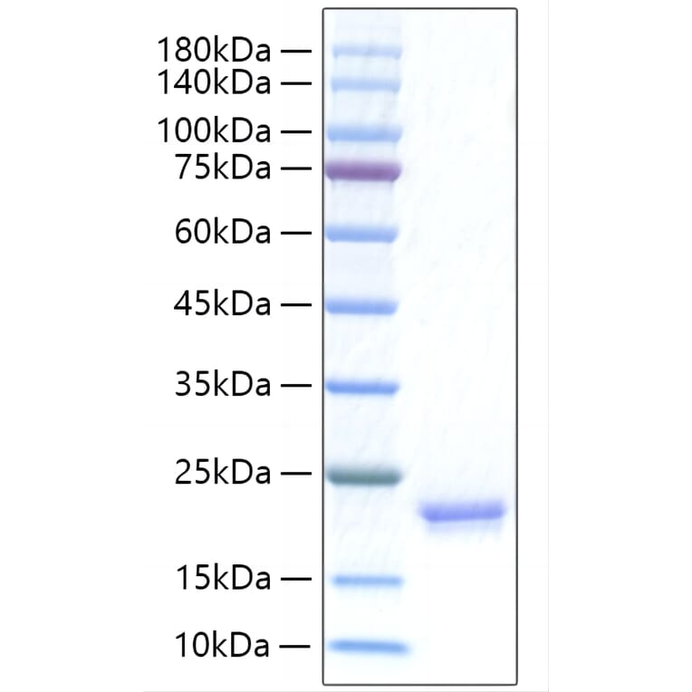 SDS-PAGE - Recombinant Human IFNA17 Protein (C-terminal His Tag) (A331633) - Antibodies.com