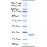 SDS-PAGE - Recombinant Human IFNA17 Protein (C-terminal His Tag) (A331633) - Antibodies.com