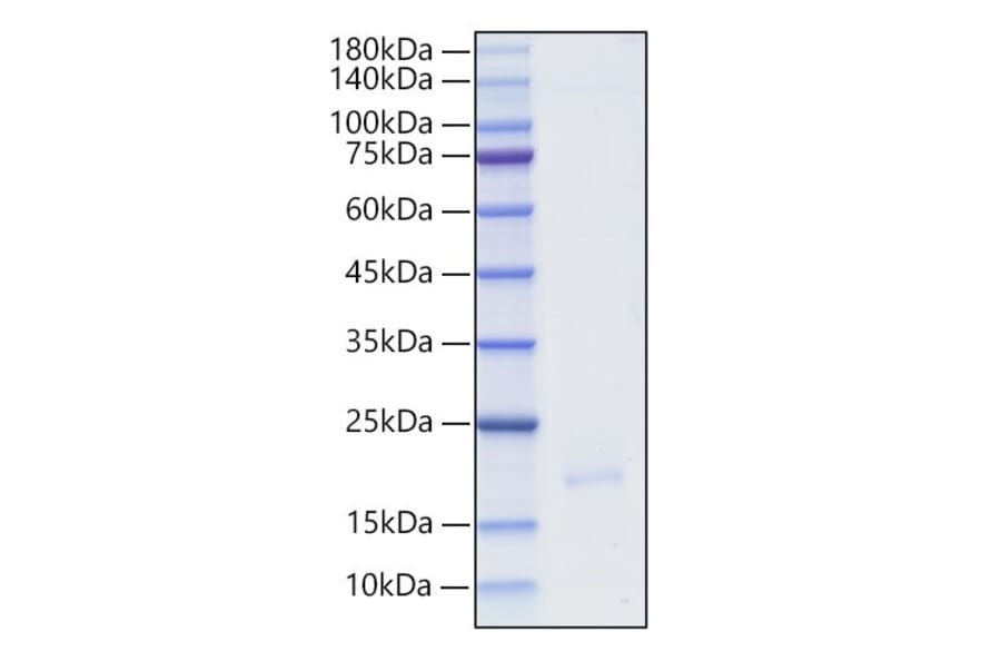 SDS-PAGE - Recombinant Human IFNA16 Protein (C-terminal His Tag) (A331634) - Antibodies.com