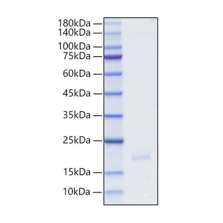 SDS-PAGE - Recombinant Human IFNA16 Protein (C-terminal His Tag) (A331634) - Antibodies.com