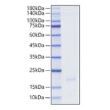 SDS-PAGE - Recombinant Human IFNA16 Protein (C-terminal His Tag) (A331634) - Antibodies.com