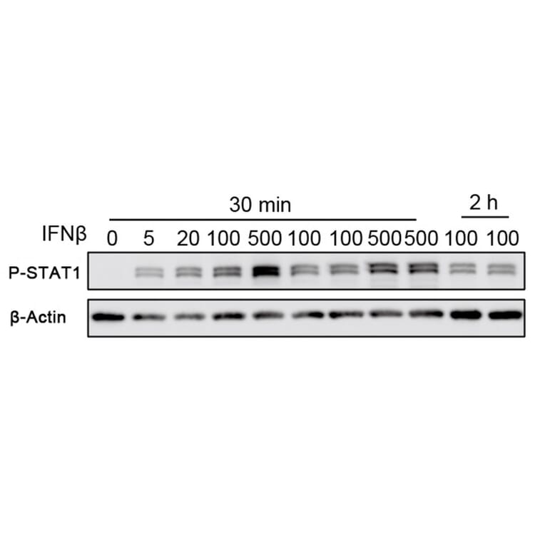 Western Blot - Recombinant Mouse IFN beta Protein (C-terminal Human Fc and His Tag) (A331635) - Antibodies.com