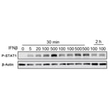 Western Blot - Recombinant Mouse IFN beta Protein (C-terminal Human Fc and His Tag) (A331635) - Antibodies.com
