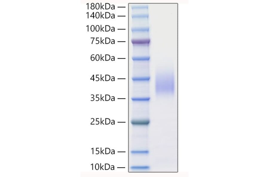 SDS-PAGE - Recombinant Mouse IFN beta Protein (A331636) - Antibodies.com