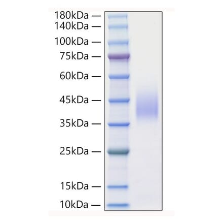 SDS-PAGE - Recombinant Mouse IFN beta Protein (A331636) - Antibodies.com