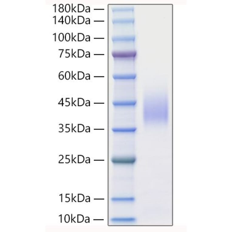SDS-PAGE - Recombinant Mouse IFN beta Protein (A331636) - Antibodies.com