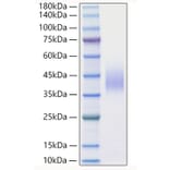 SDS-PAGE - Recombinant Mouse IFN beta Protein (A331636) - Antibodies.com