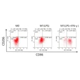 Flow Cytometry - Recombinant Mouse IFN gamma Protein (C-terminal Human Fc and His Tag) (A331638) - Antibodies.com