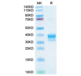 Tris-Bis PAGE - Recombinant Cynomolgus macaque IgE Protein (C-terminal His and Avi Tag) (A331643) - Antibodies.com