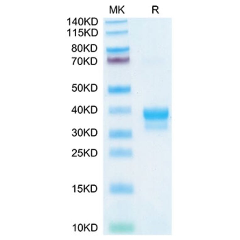 Tris-Bis PAGE - Recombinant Cynomolgus macaque IgE Protein (C-terminal His and Avi Tag) (A331643) - Antibodies.com