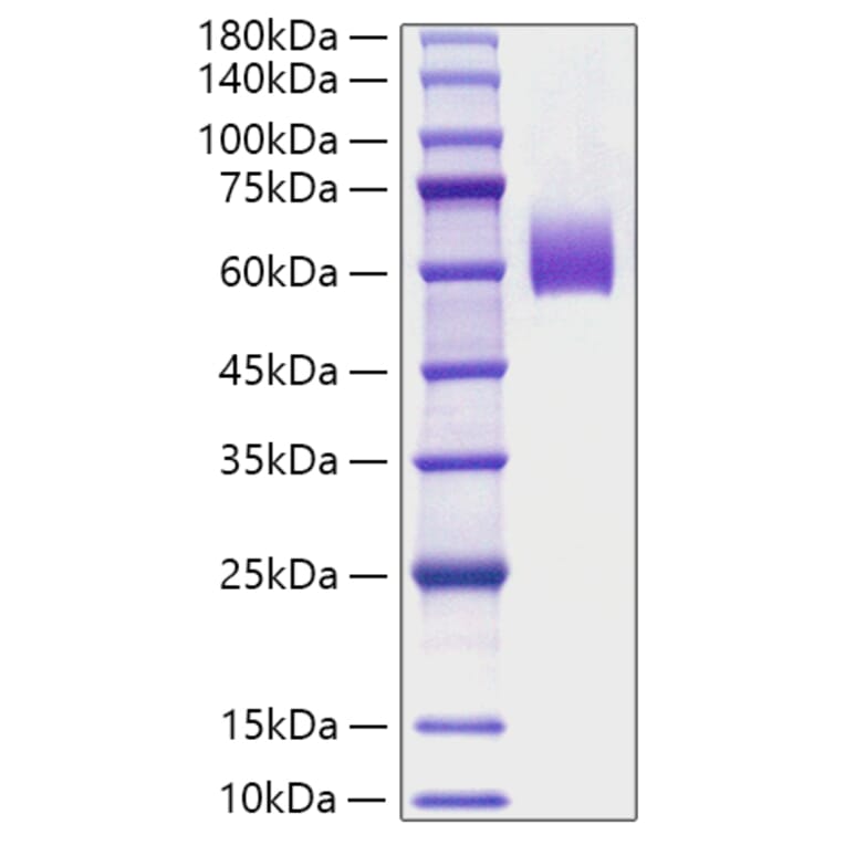 SDS-PAGE - Recombinant Mouse IgE Protein (C-terminal His Tag) (A331645) - Antibodies.com