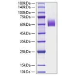 SDS-PAGE - Recombinant Mouse IgE Protein (C-terminal His Tag) (A331645) - Antibodies.com