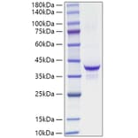 SDS-PAGE - Recombinant Mouse IGF1 Protein (C-terminal Human Fc Tag) (A331648) - Antibodies.com