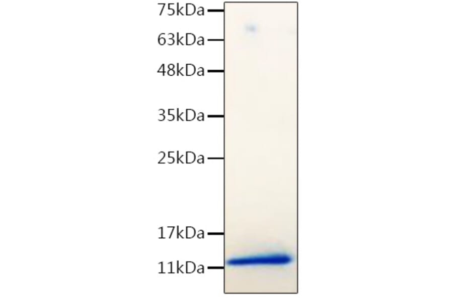SDS-PAGE - Recombinant Mouse IGF1 Protein (C-terminal His Tag) (A331649) - Antibodies.com