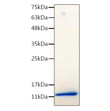 SDS-PAGE - Recombinant Mouse IGF1 Protein (C-terminal His Tag) (A331649) - Antibodies.com