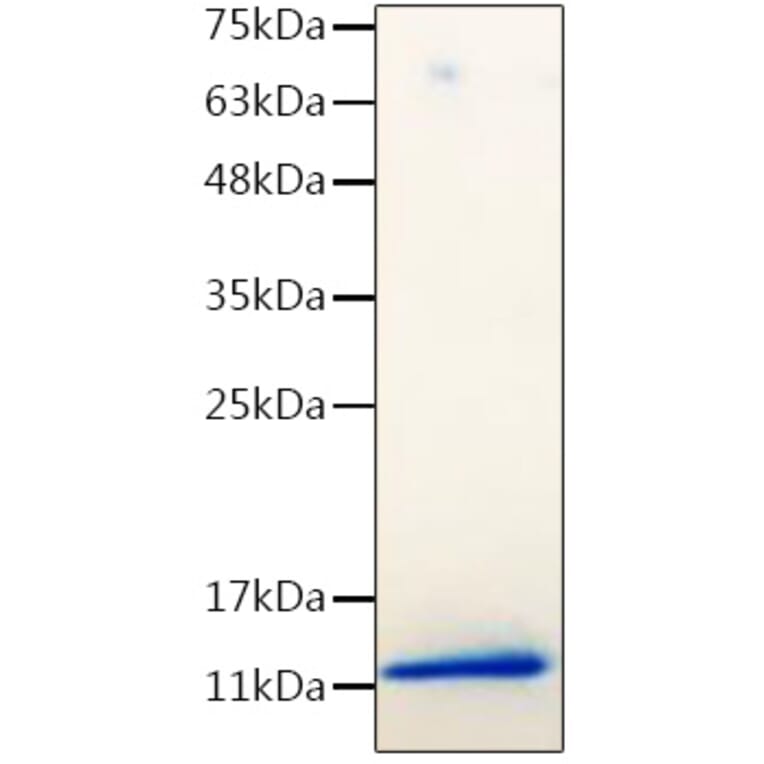 SDS-PAGE - Recombinant Mouse IGF1 Protein (C-terminal His Tag) (A331649) - Antibodies.com