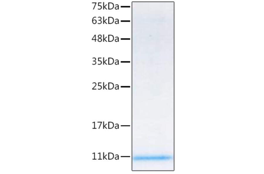 SDS-PAGE - Recombinant Mouse IGF1 Protein (C-terminal His Tag) (A331650) - Antibodies.com