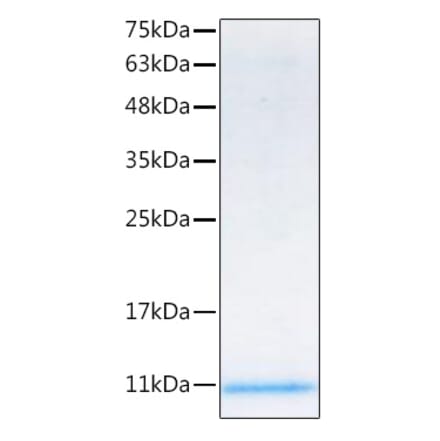 SDS-PAGE - Recombinant Mouse IGF1 Protein (C-terminal His Tag) (A331650) - Antibodies.com