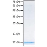 SDS-PAGE - Recombinant Mouse IGF1 Protein (C-terminal His Tag) (A331650) - Antibodies.com