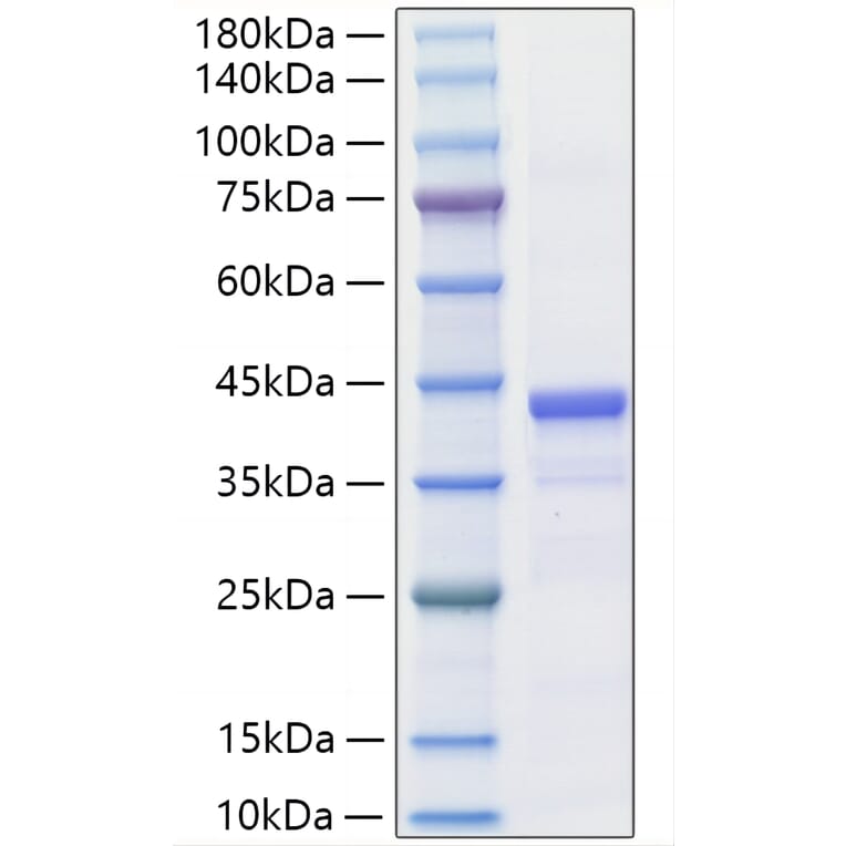 SDS-PAGE - Recombinant Mouse IGF1 Protein (C-terminal Human Fc Tag) (A331651) - Antibodies.com