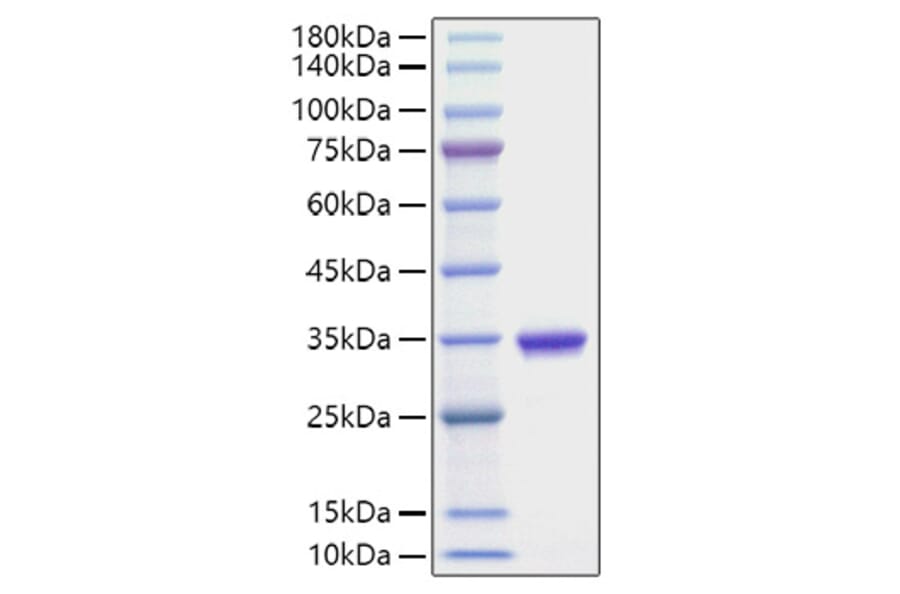 SDS-PAGE - Recombinant Human IgG2A Protein (A331653) - Antibodies.com