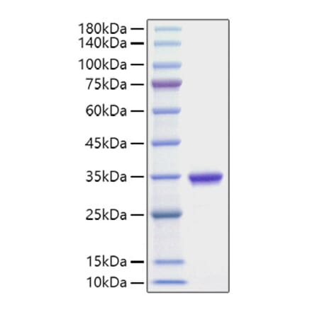 SDS-PAGE - Recombinant Human IgG2A Protein (A331653) - Antibodies.com