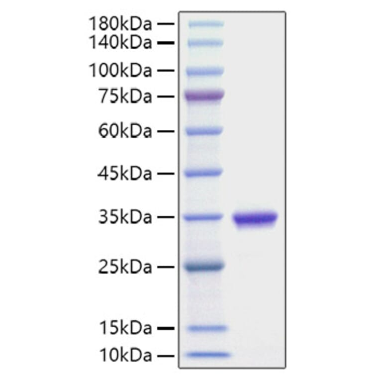 SDS-PAGE - Recombinant Human IgG2A Protein (A331653) - Antibodies.com