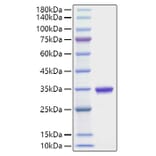 SDS-PAGE - Recombinant Human IgG2A Protein (A331653) - Antibodies.com