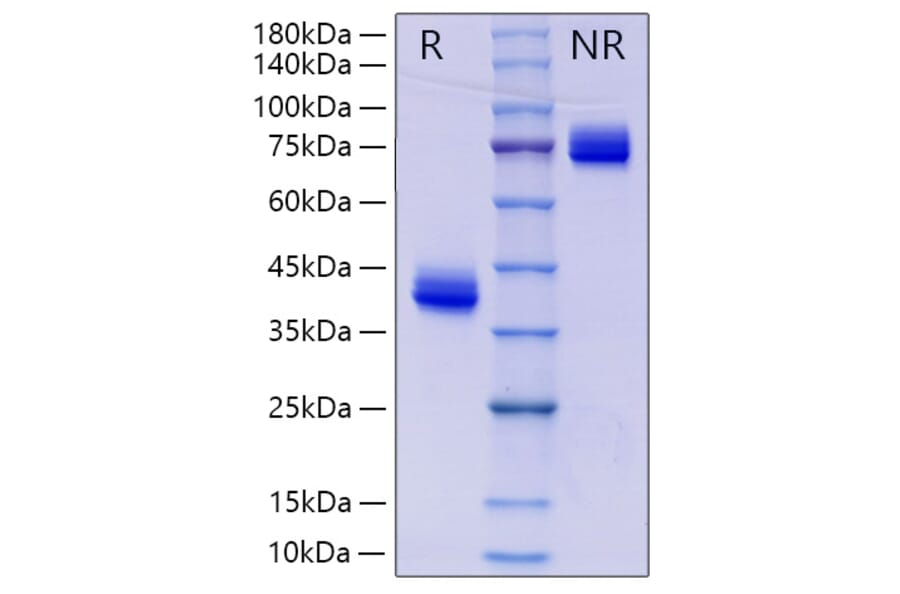 SDS-PAGE - Recombinant Human IgG3 Protein (A331656) - Antibodies.com