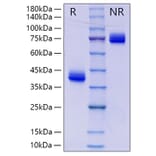 SDS-PAGE - Recombinant Human IgG3 Protein (A331656) - Antibodies.com