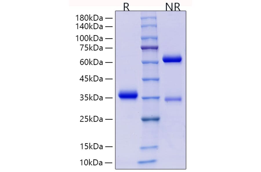 SDS-PAGE - Recombinant Human IgG4 Protein (C-terminal His Tag) (A331657) - Antibodies.com