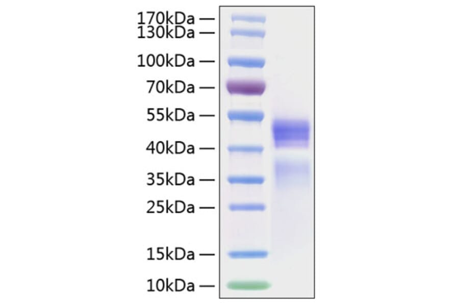SDS-PAGE - Recombinant Human IL-12A + IL-12B Protein (C-terminal His (IL12B) and Flag Tag (IL12A)) (A331659) - Antibodies.com