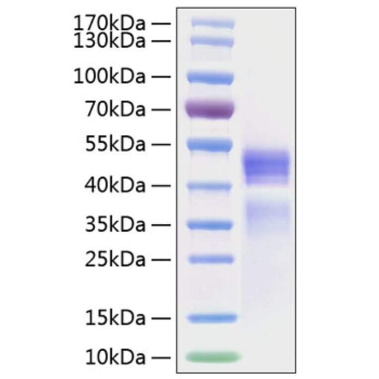 SDS-PAGE - Recombinant Human IL-12A + IL-12B Protein (C-terminal His (IL12B) and Flag Tag (IL12A)) (A331659) - Antibodies.com