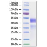 SDS-PAGE - Recombinant Human IL-12A + IL-12B Protein (C-terminal His (IL12B) and Flag Tag (IL12A)) (A331659) - Antibodies.com