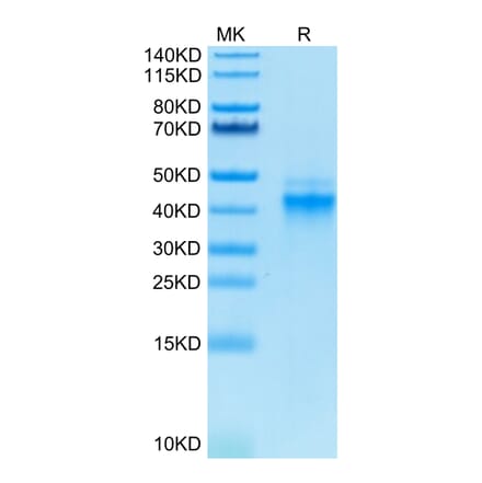 Tris-Bis PAGE - Recombinant Human IL-12A + IL-12B Protein (Biotin) (C-terminal His and Avi Tag) (A331660) - Antibodies.com