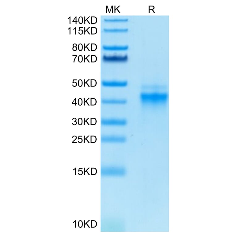 Tris-Bis PAGE - Recombinant Human IL-12A + IL-12B Protein (Biotin) (C-terminal His and Avi Tag) (A331660) - Antibodies.com