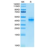 Tris-Bis PAGE - Recombinant Human IL-12A + IL-12B Protein (Biotin) (C-terminal His and Avi Tag) (A331660) - Antibodies.com