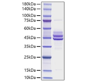 SDS-PAGE - Recombinant Mouse IL-12B Protein (A331663) - Antibodies.com