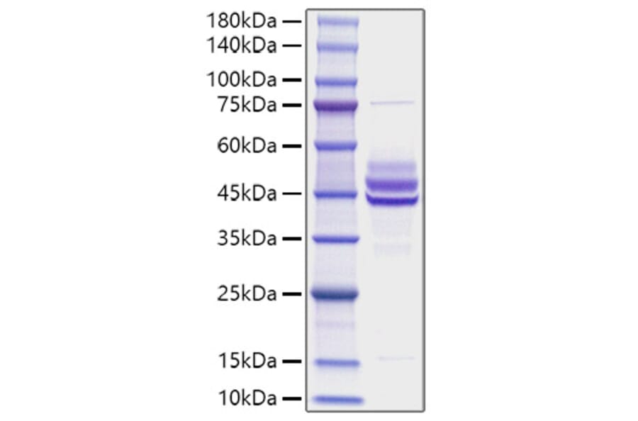 SDS-PAGE - Recombinant Mouse IL-12B Protein (A331663) - Antibodies.com