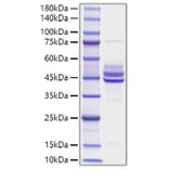 SDS-PAGE - Recombinant Mouse IL-12B Protein (A331663) - Antibodies.com