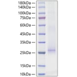 SDS-PAGE - Recombinant Mouse IL-17E Protein (N-terminal His Tag) (A331672) - Antibodies.com