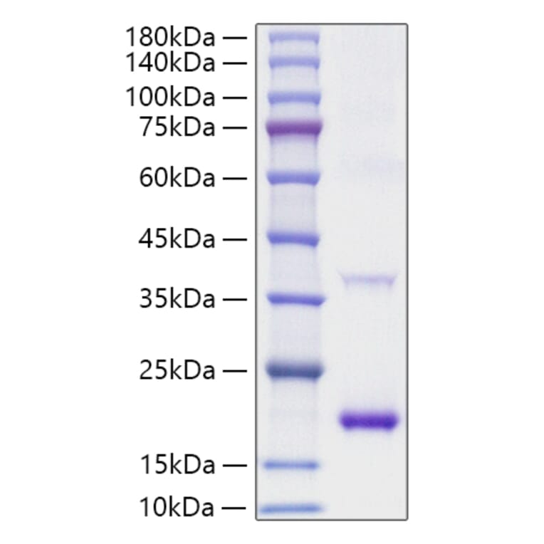 SDS-PAGE - Recombinant Mouse IL-1RA Protein (A331674) - Antibodies.com