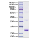 SDS-PAGE - Recombinant Mouse IL-1RA Protein (A331674) - Antibodies.com